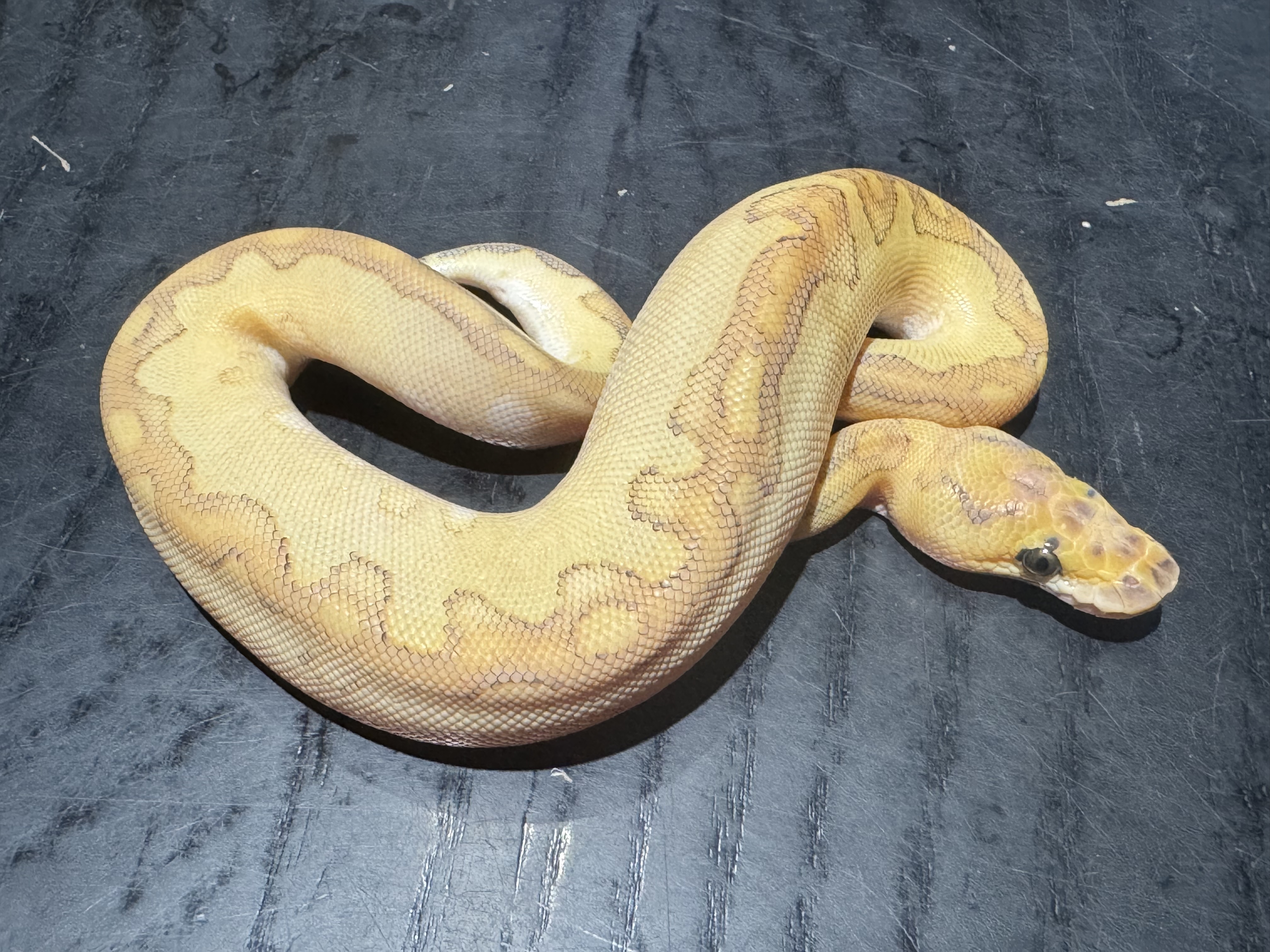26 Pastel Butter Cinnamon Clown 0.1