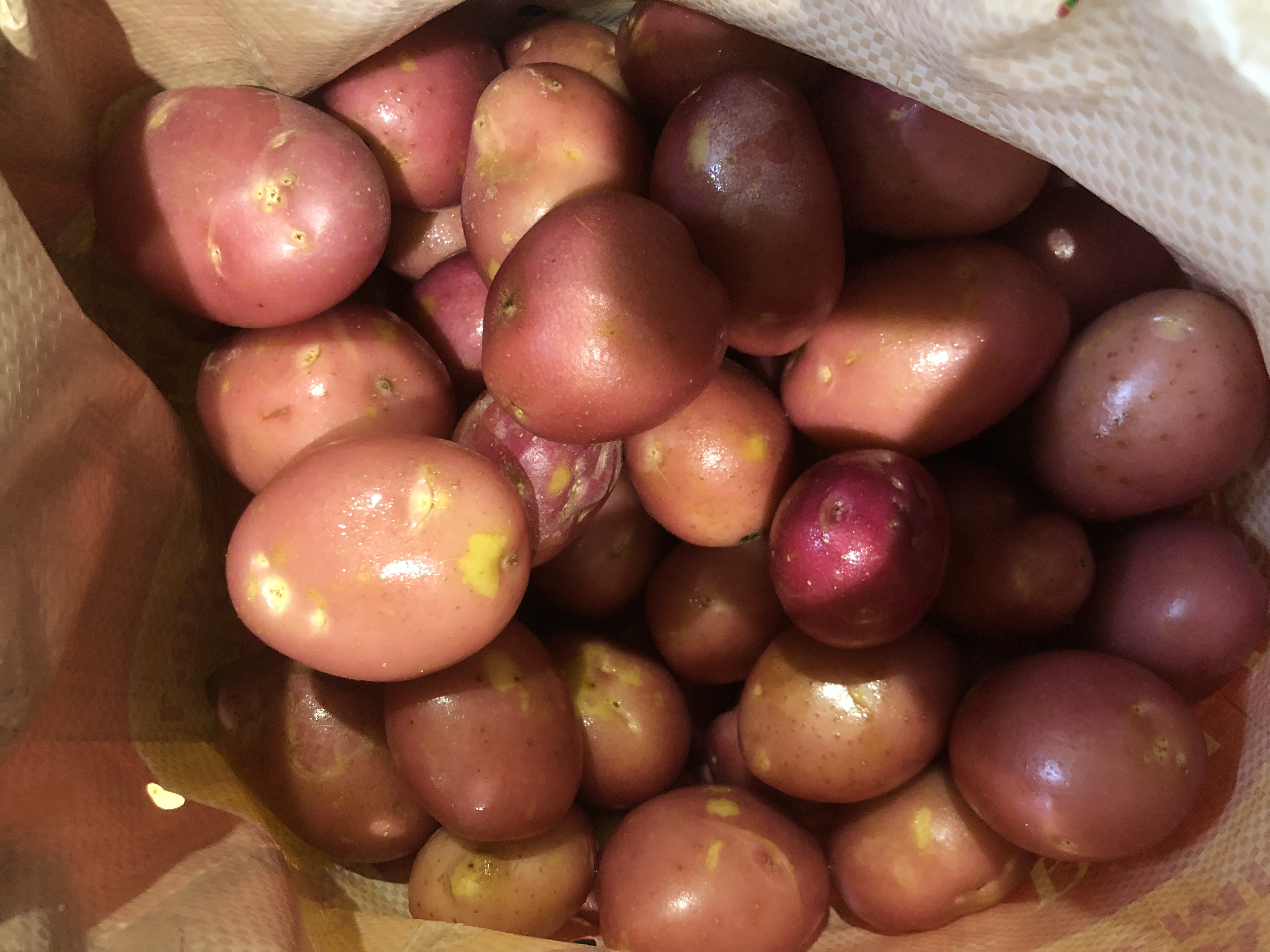 澳洲紅皮薯仔 Australia Red Potato ±520g