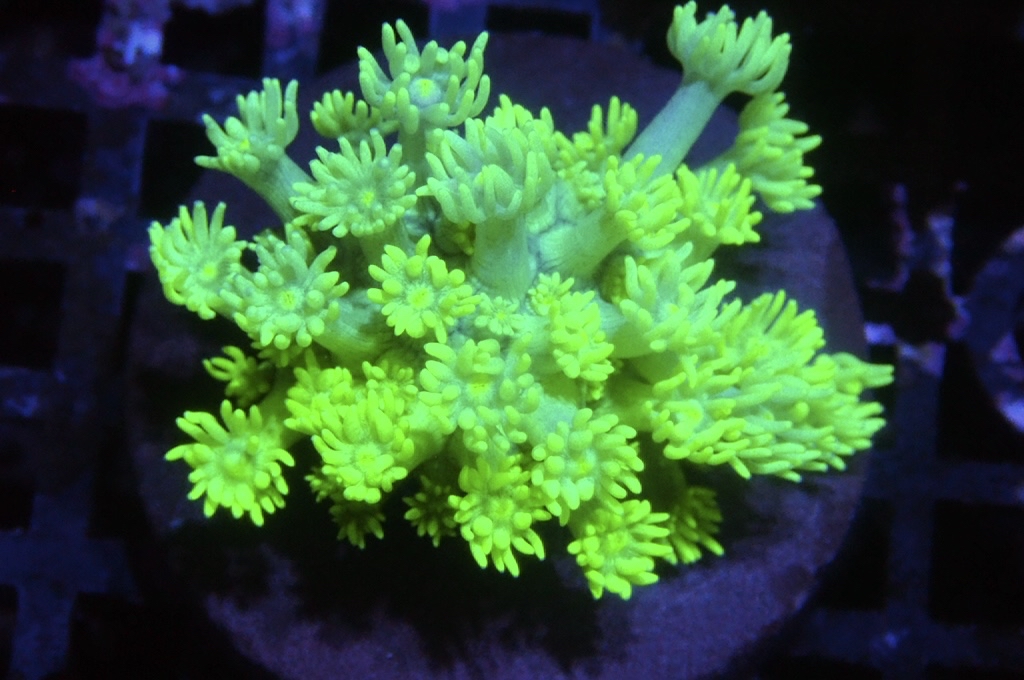 MG7 寶石花仔（Frag座3.5cm)