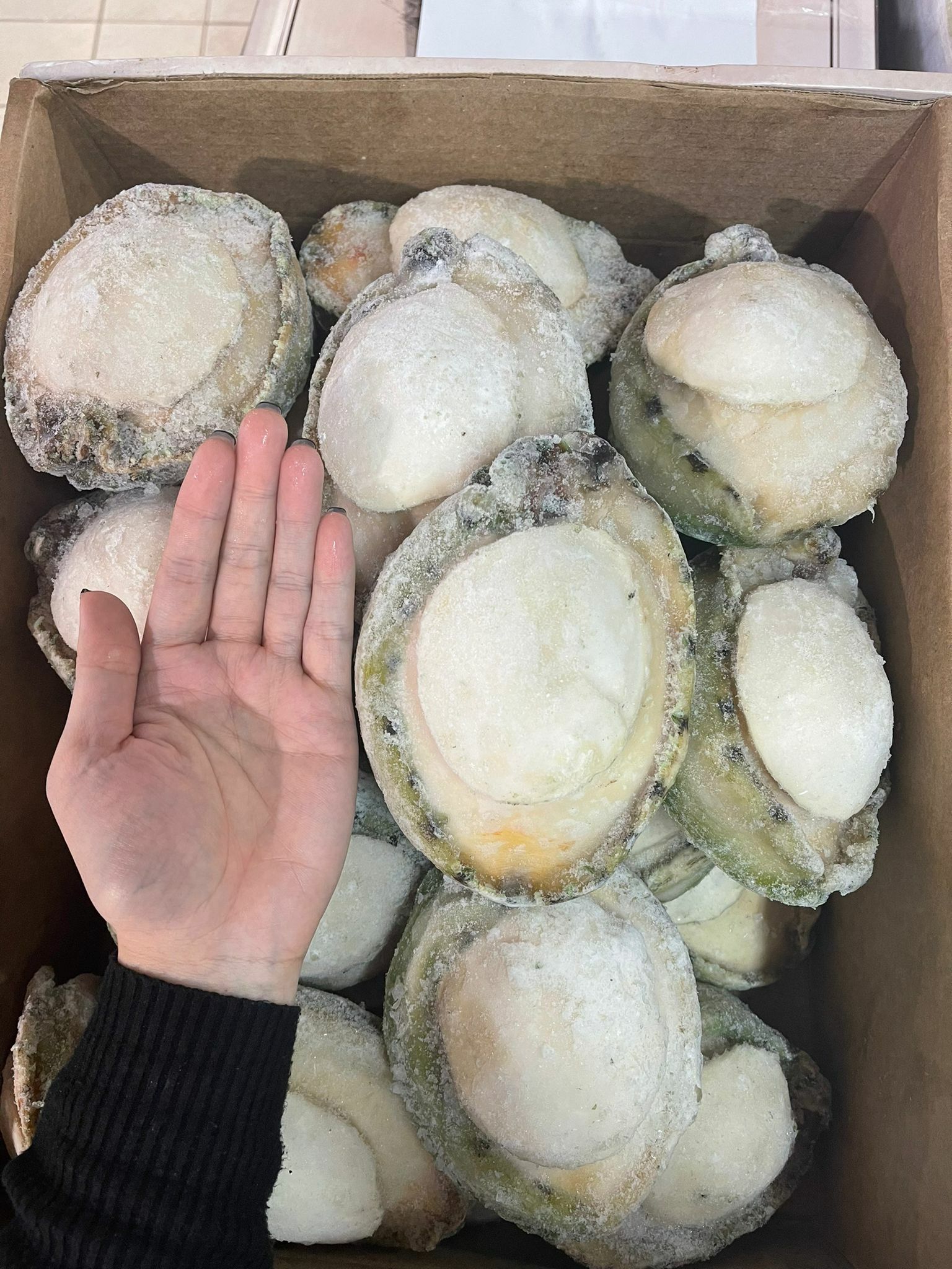 澳洲青邊鮑魚（約280g-320g）