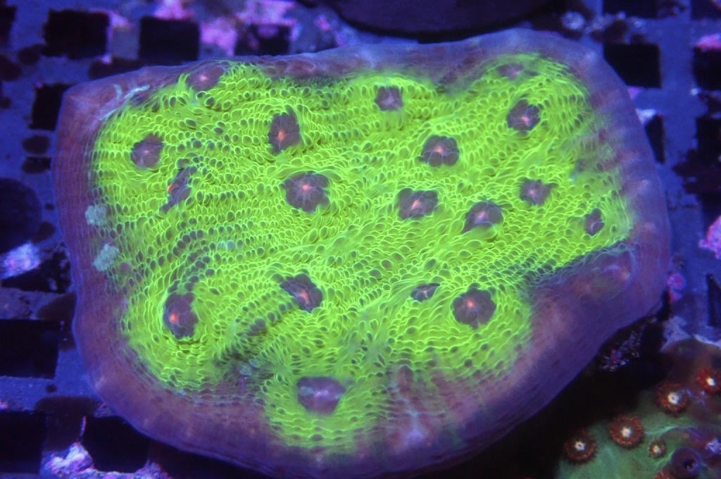 N15（開大約1.5吋）