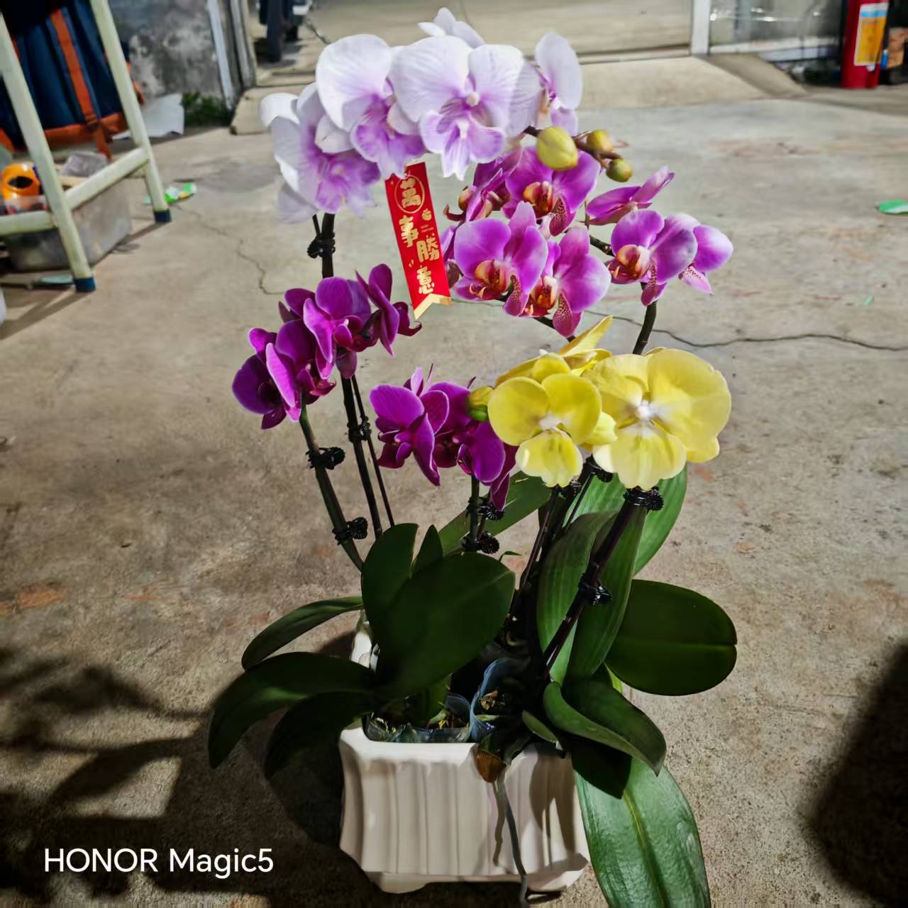 超特價拼色砌盤蘭花（隨機發貨）