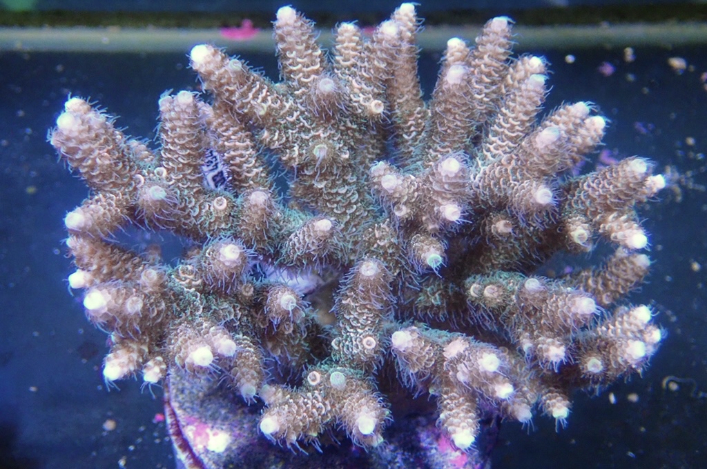 A8 原件魚鱗角（開大約4.5吋）