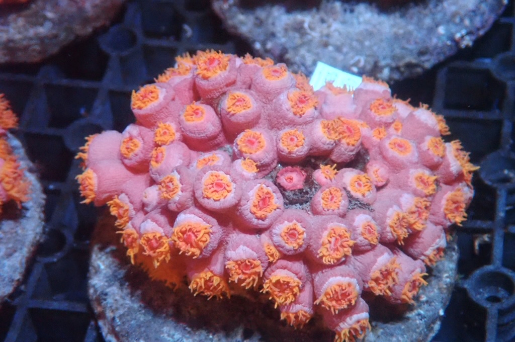 Sun 4  太陽花  （開大約3.5吋）