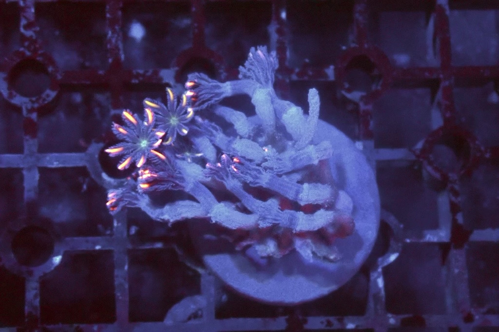 SF1 大手星花（開大約1.5吋）