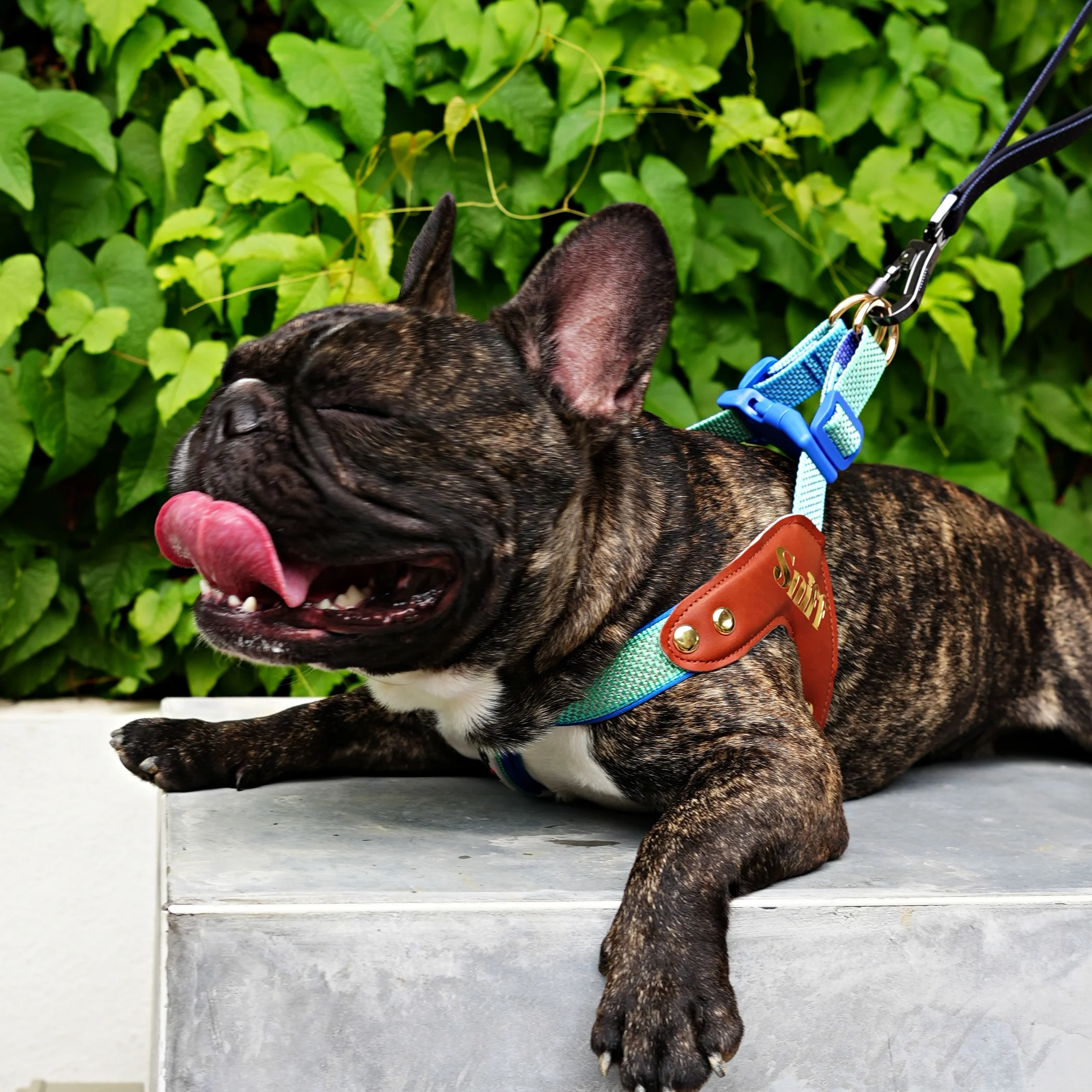 Baby’s Breathe - Tide Dusk Gradient