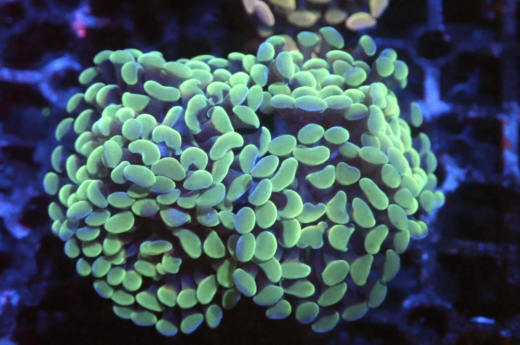 H10 豬腰（開大約2.5吋）