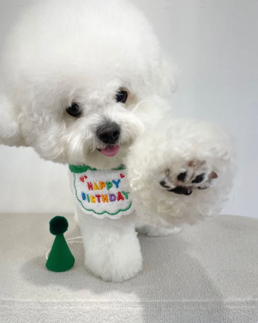 （現貨）韓國🇰🇷 HBD cape 🥳