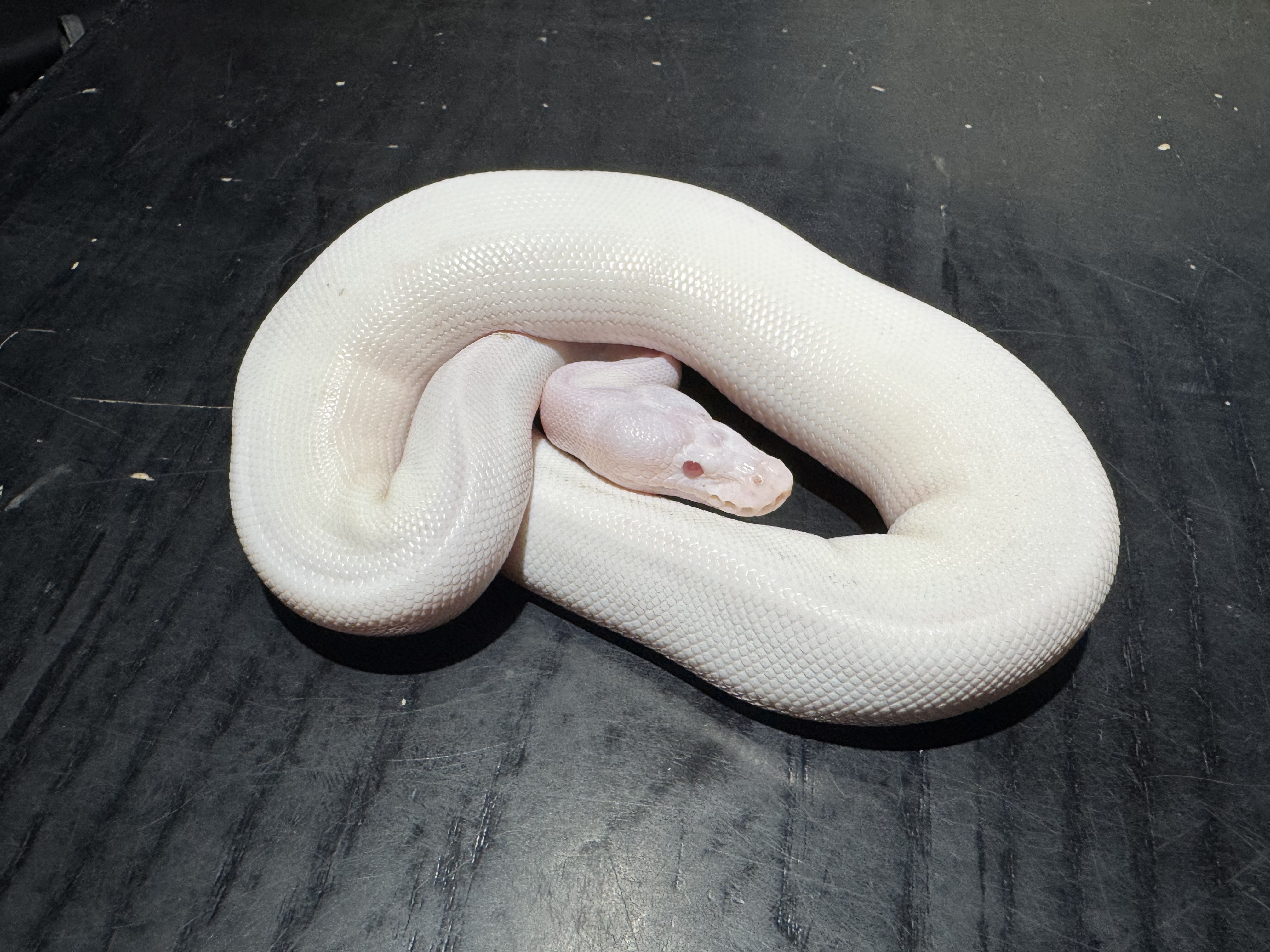 25 Red Eyed Lucy 1.0