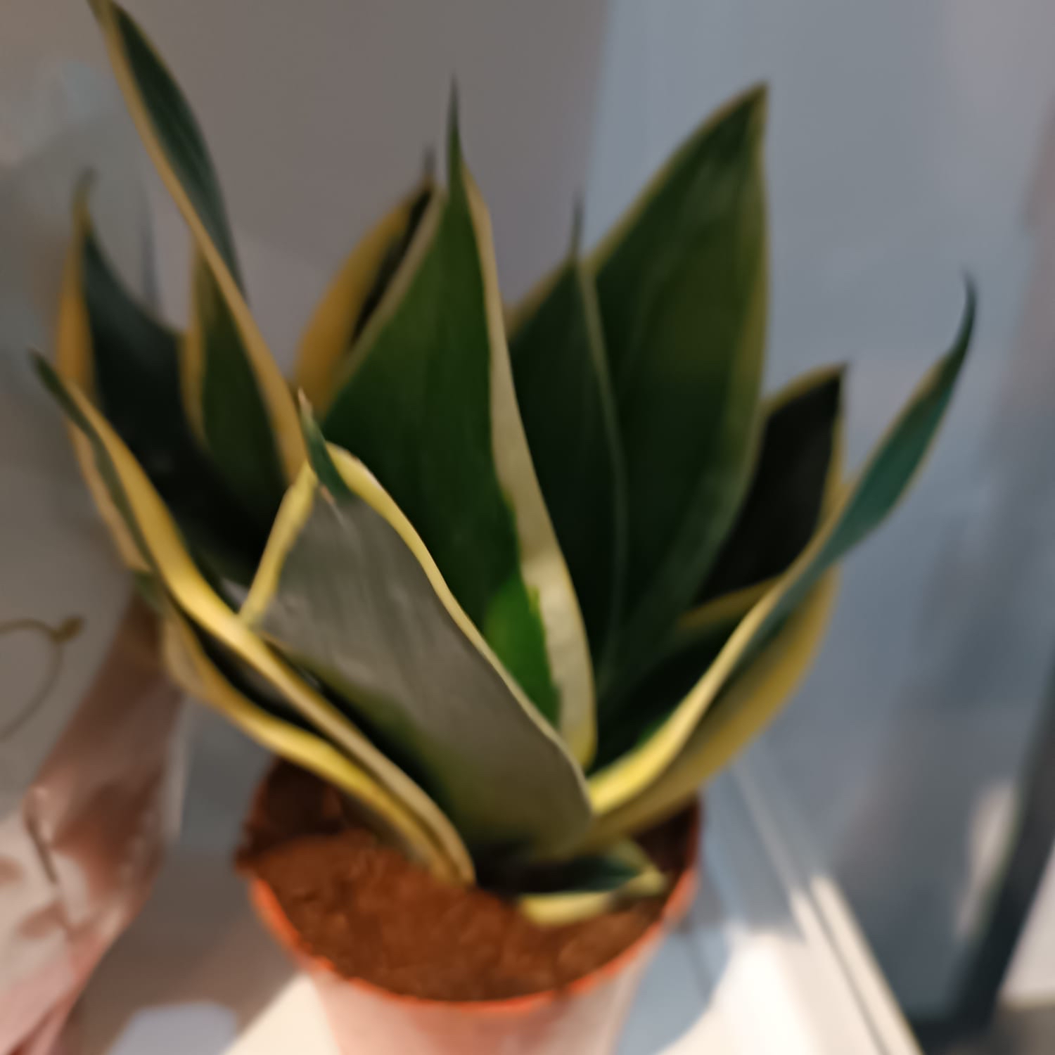 真植物盆栽 HYU028