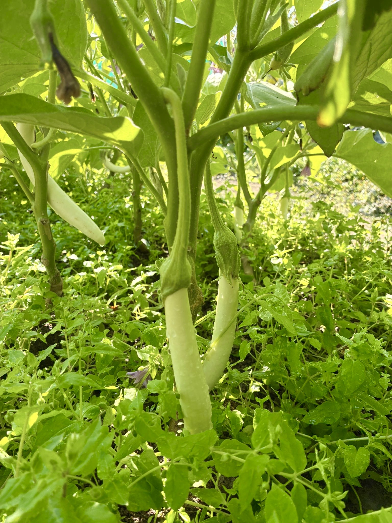 茄子 (紫/白/綠) 500g