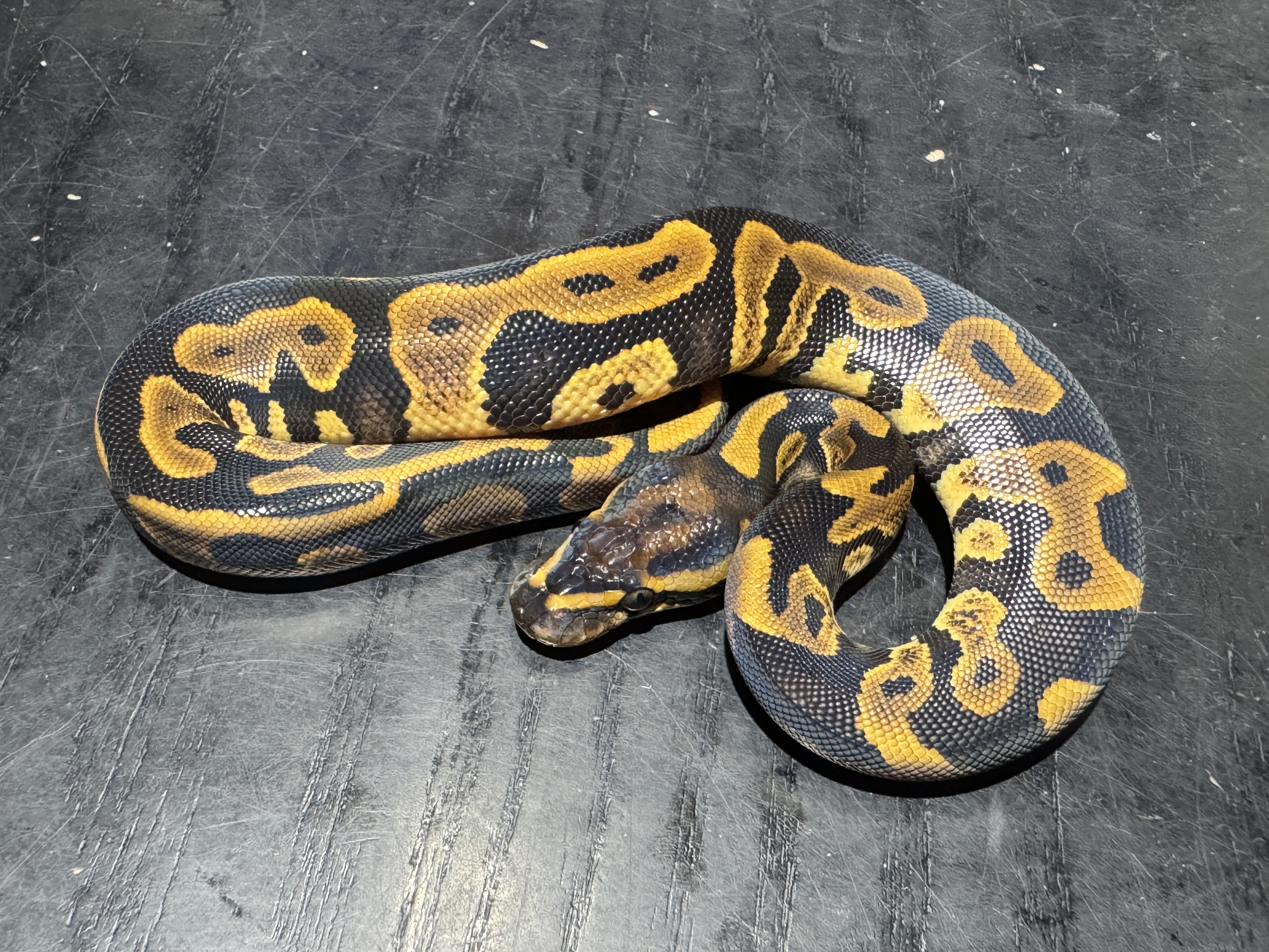 26 Leopard Yellow Belly or Asphalt 1.0
