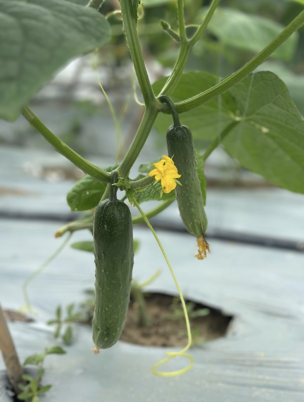 酵素水果青瓜 500g