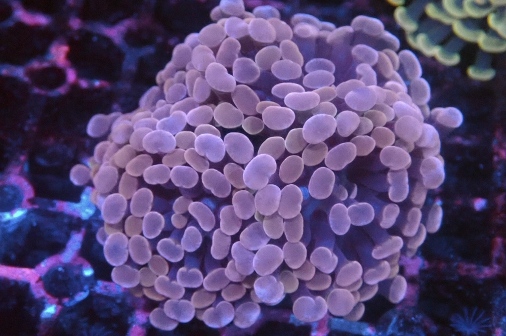 H30 豬腰（開大約2.5吋）