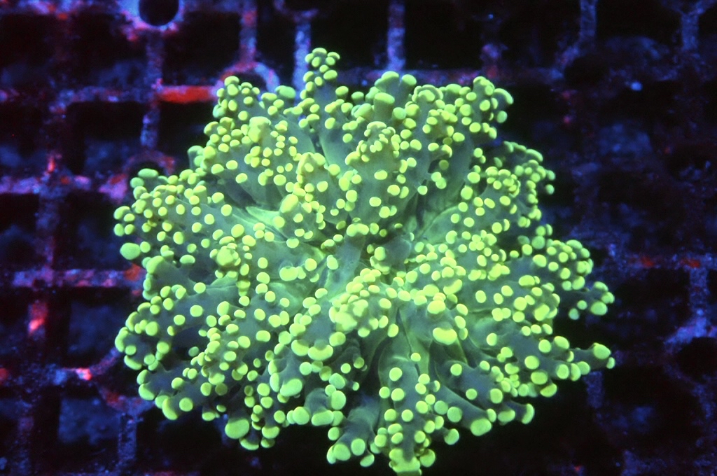 F13 啫喱（開大約2.吋）