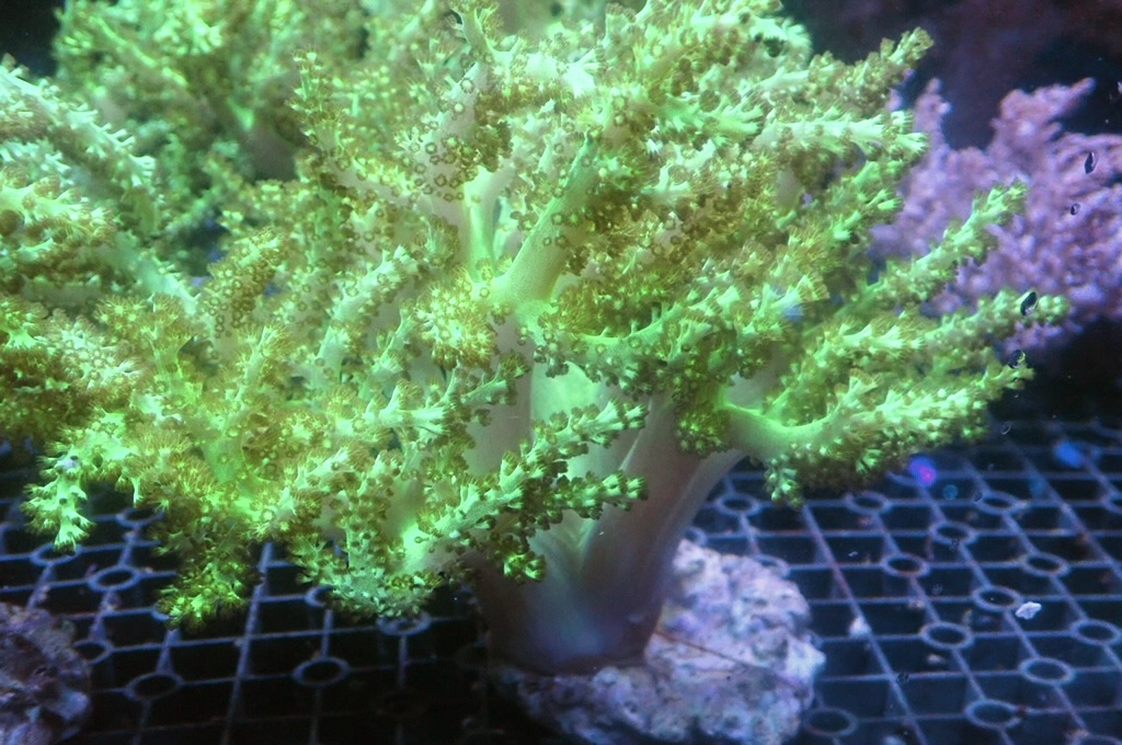 Tree 4 綠樹（開約5x5.5吋）