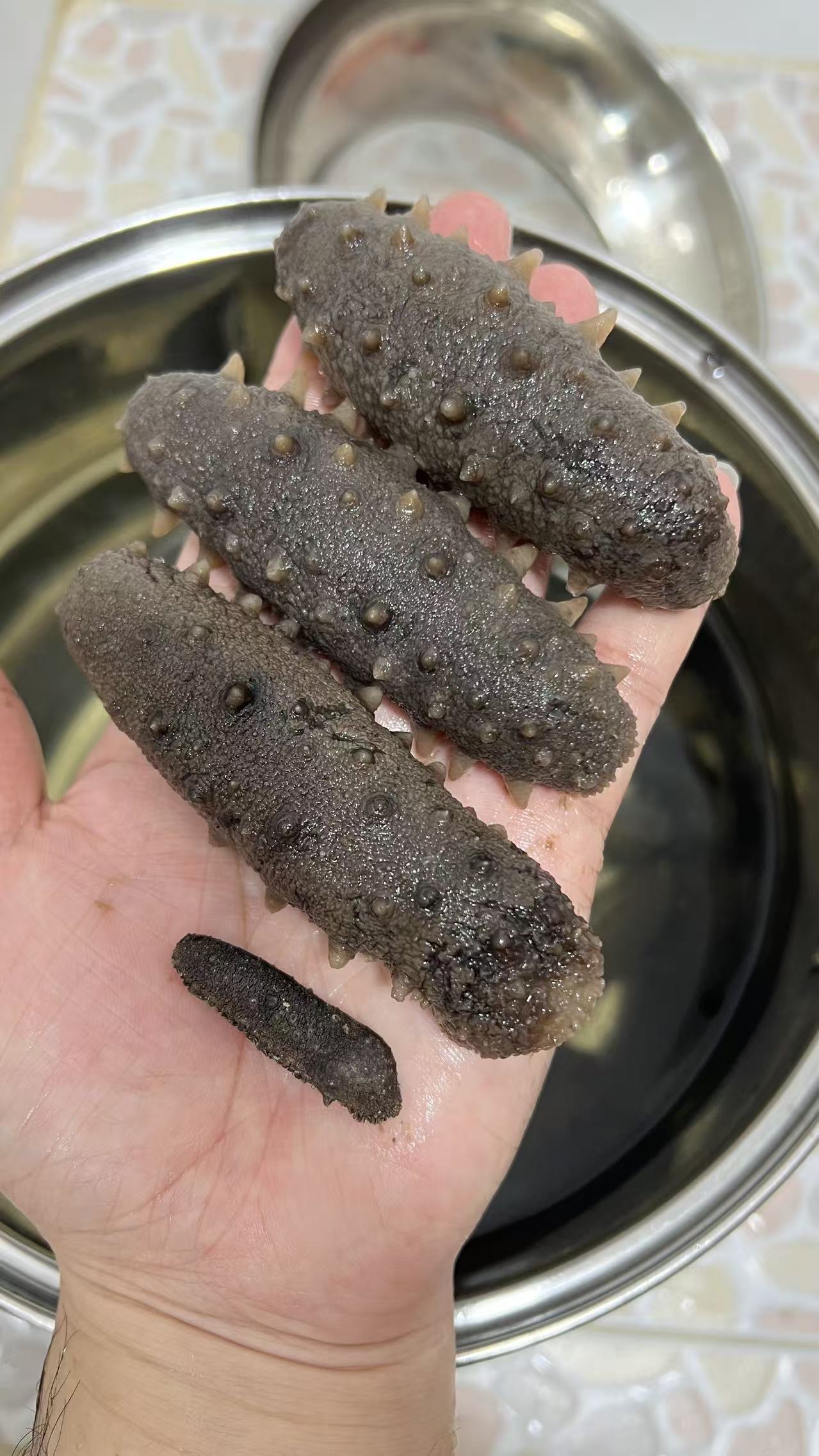 日本野生關西刺參200條size