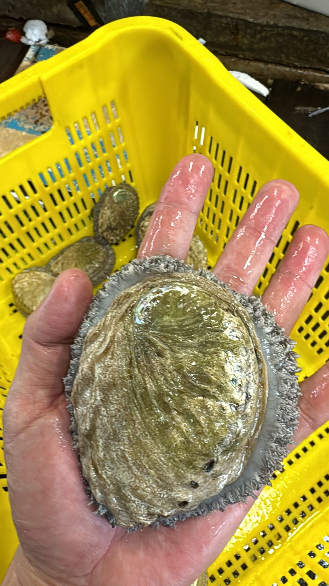 超大3頭南非鮑魚