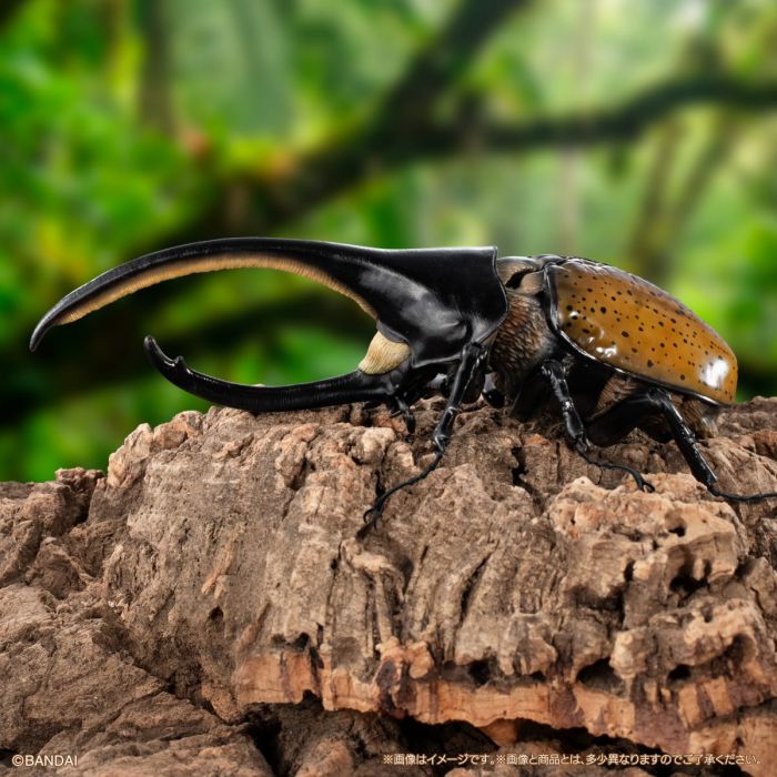 [GOL]THE DIVERSITY OF LIFE ON EARTH ADVANCE BEETLE 04 DISPLAY STAND & BARK PEDESTAL (MEDIUM) SET