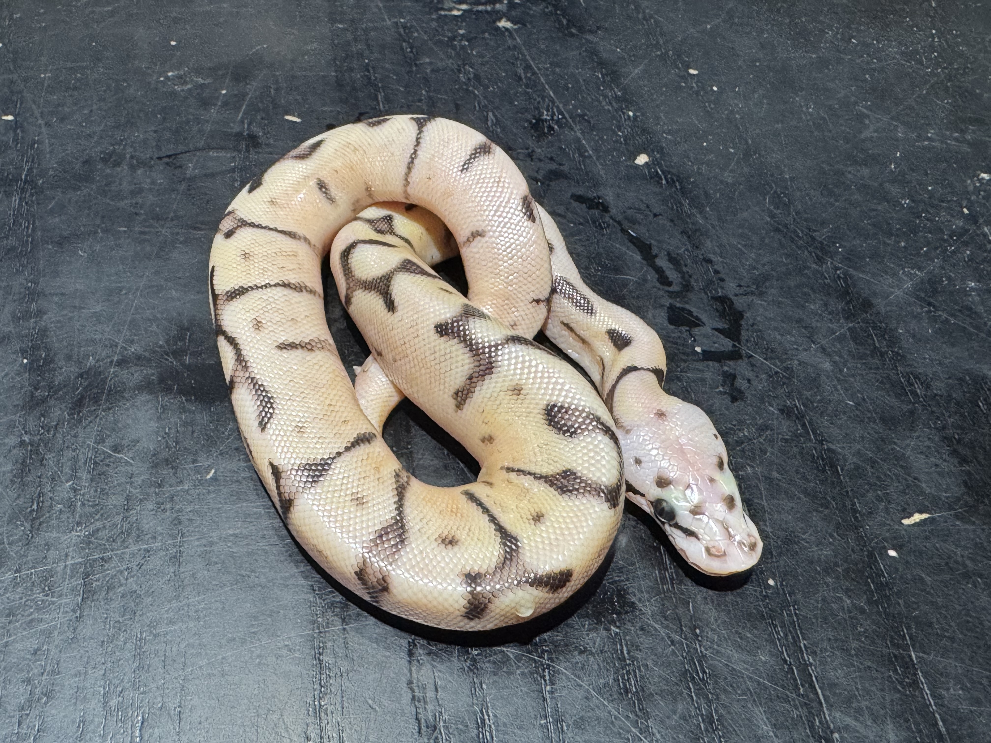 26 Pastel Spider poss Fire（不全品） 1.0