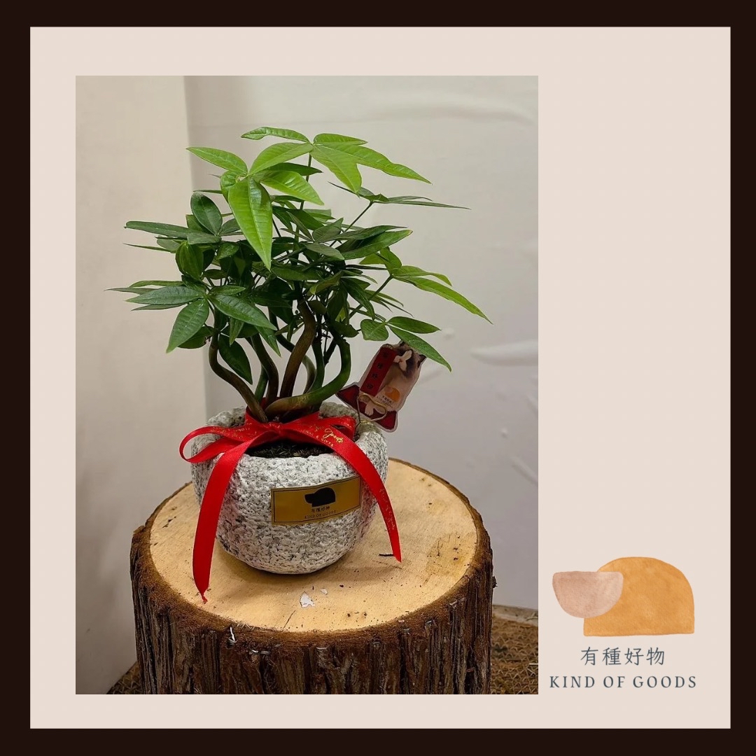 新年發財樹（扭幹造型石紋盆）