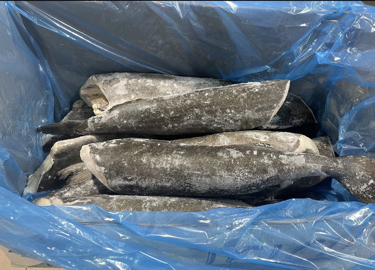 美國阿拉斯加原條銀鱈魚（約4lb-4.5lb）