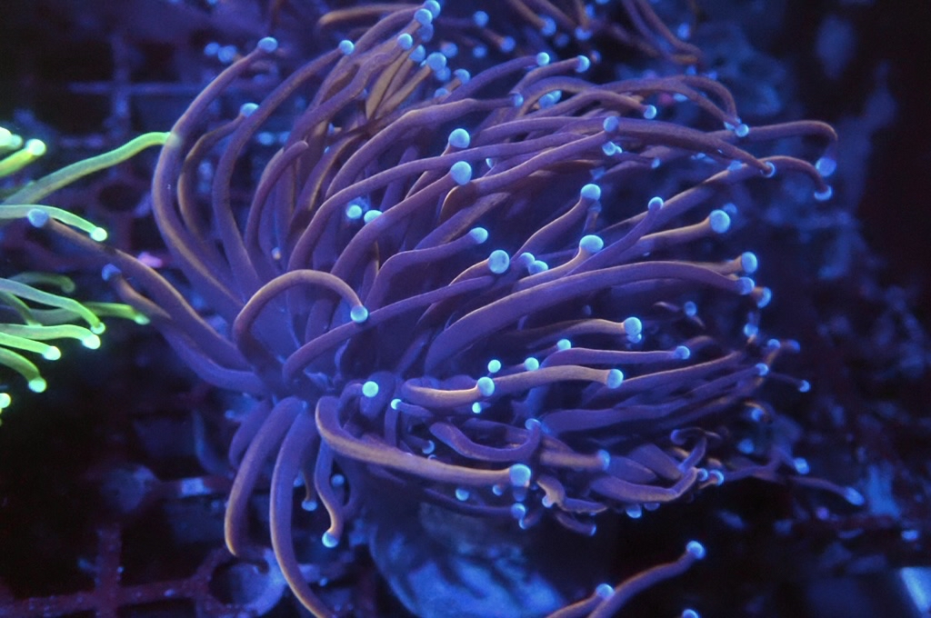 T4 金火柴（開大約3吋）