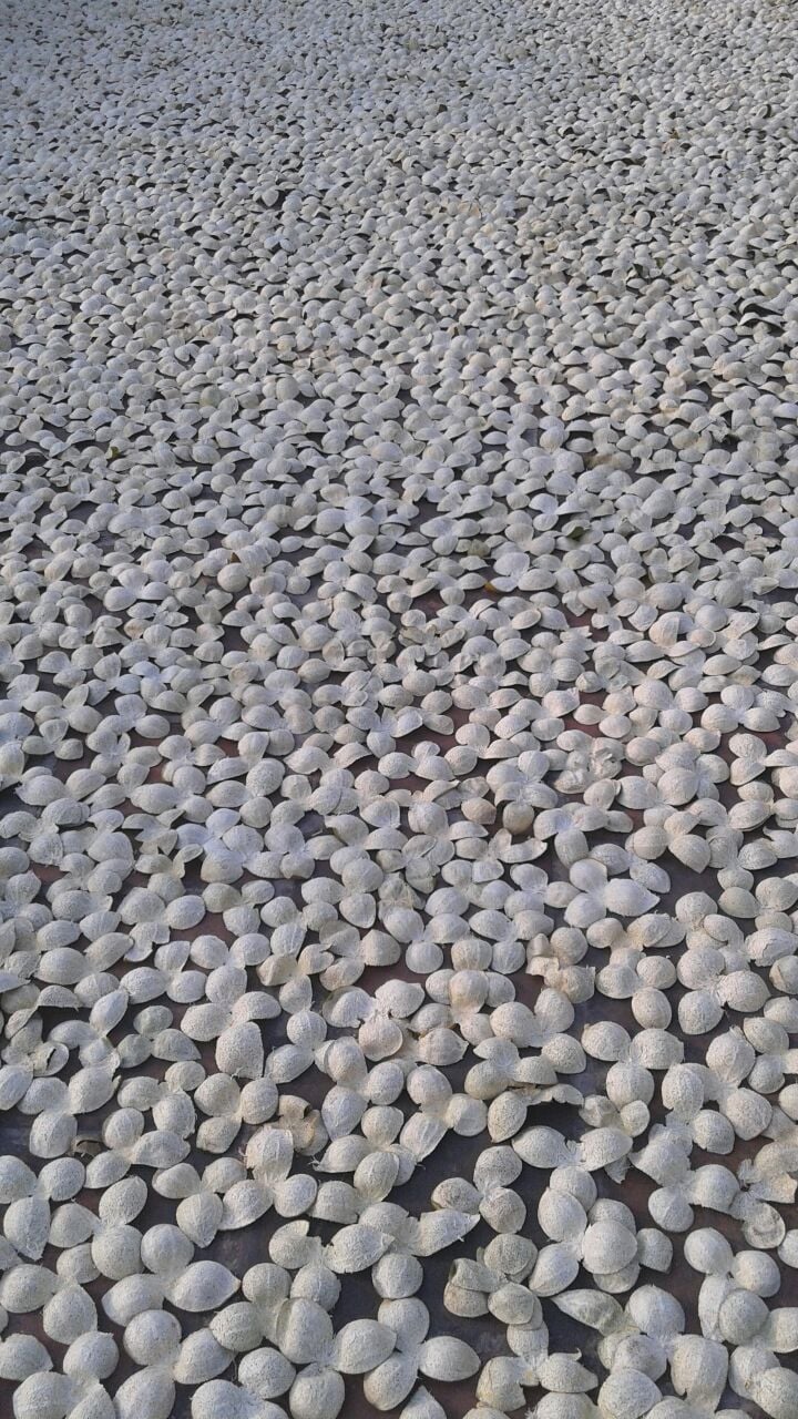 2015年 新會西甲大紅皮 - <有需要請聯絡我們 852-6329 6186>