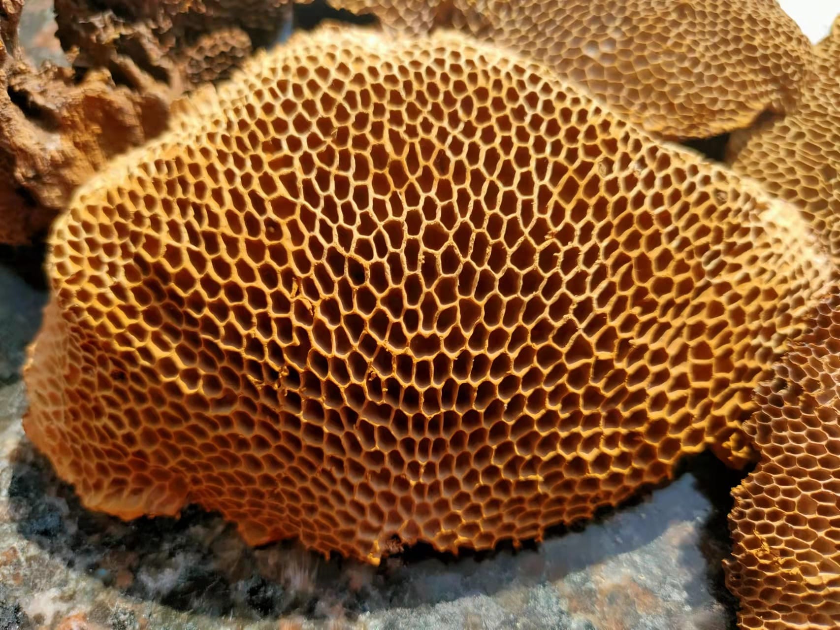 ✨ 野生蜂窩靈芝：完美的養生搭檔 - 150克