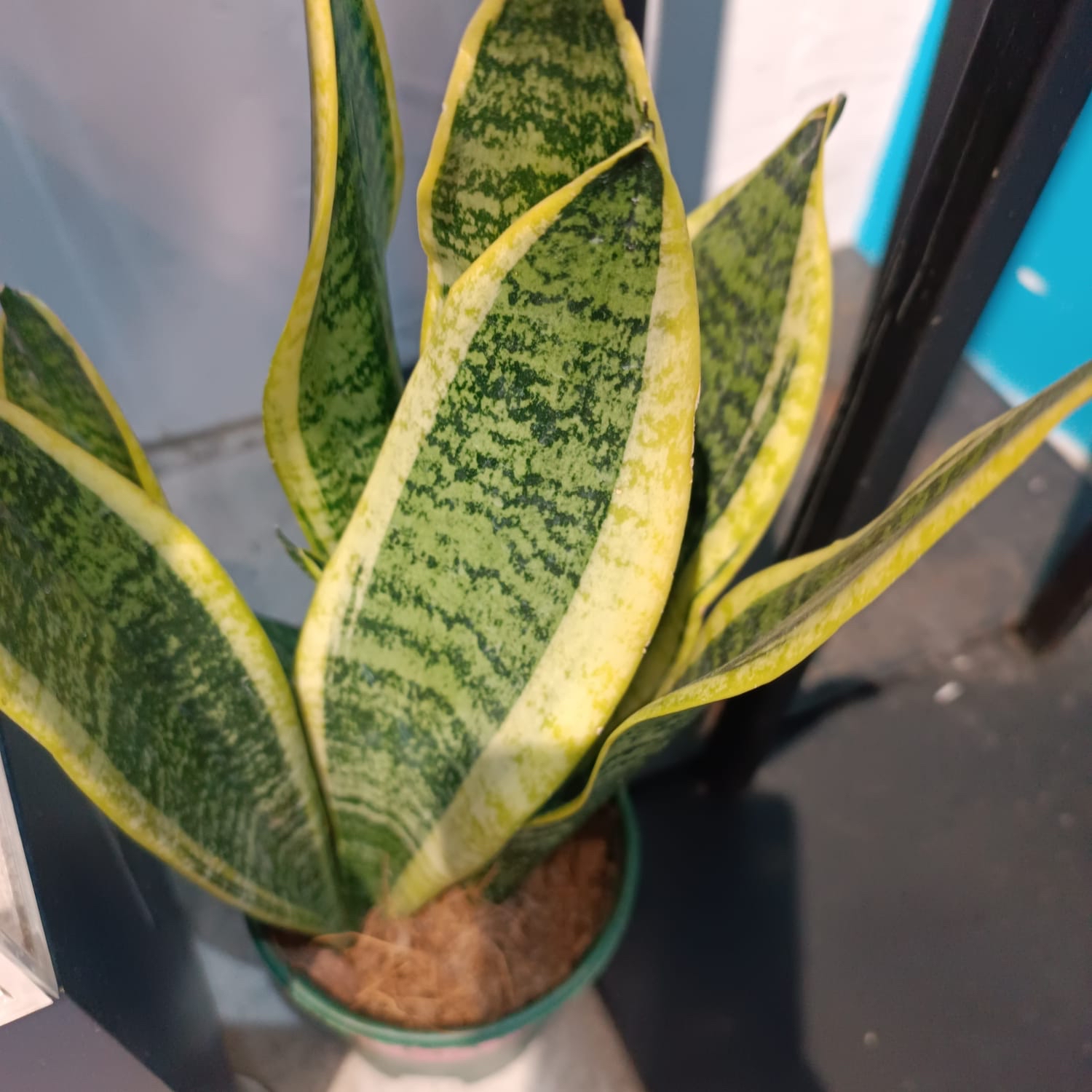 真植物盆栽 HYU028