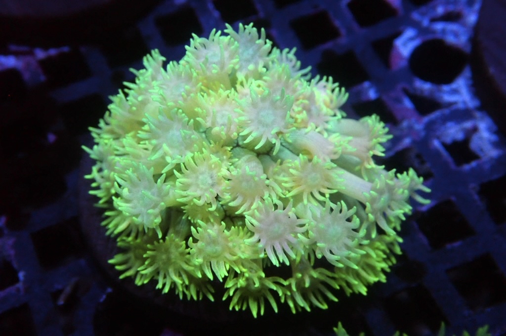 MG14 寶石花仔（Frag座3.5cm)