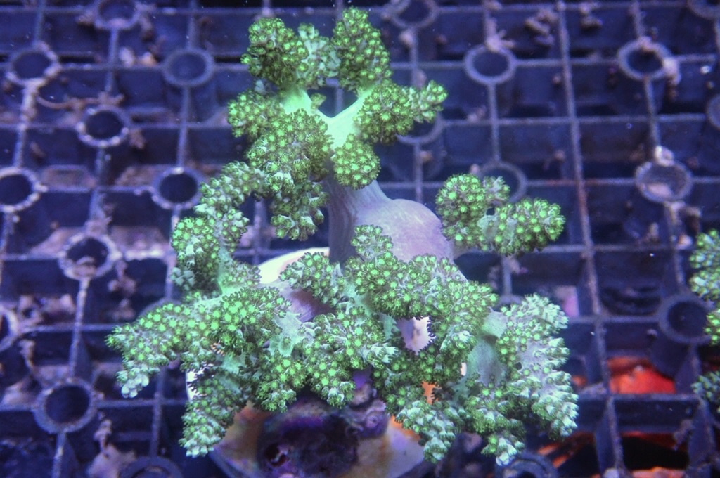 Tree 5 綠樹（開大約3.5吋）