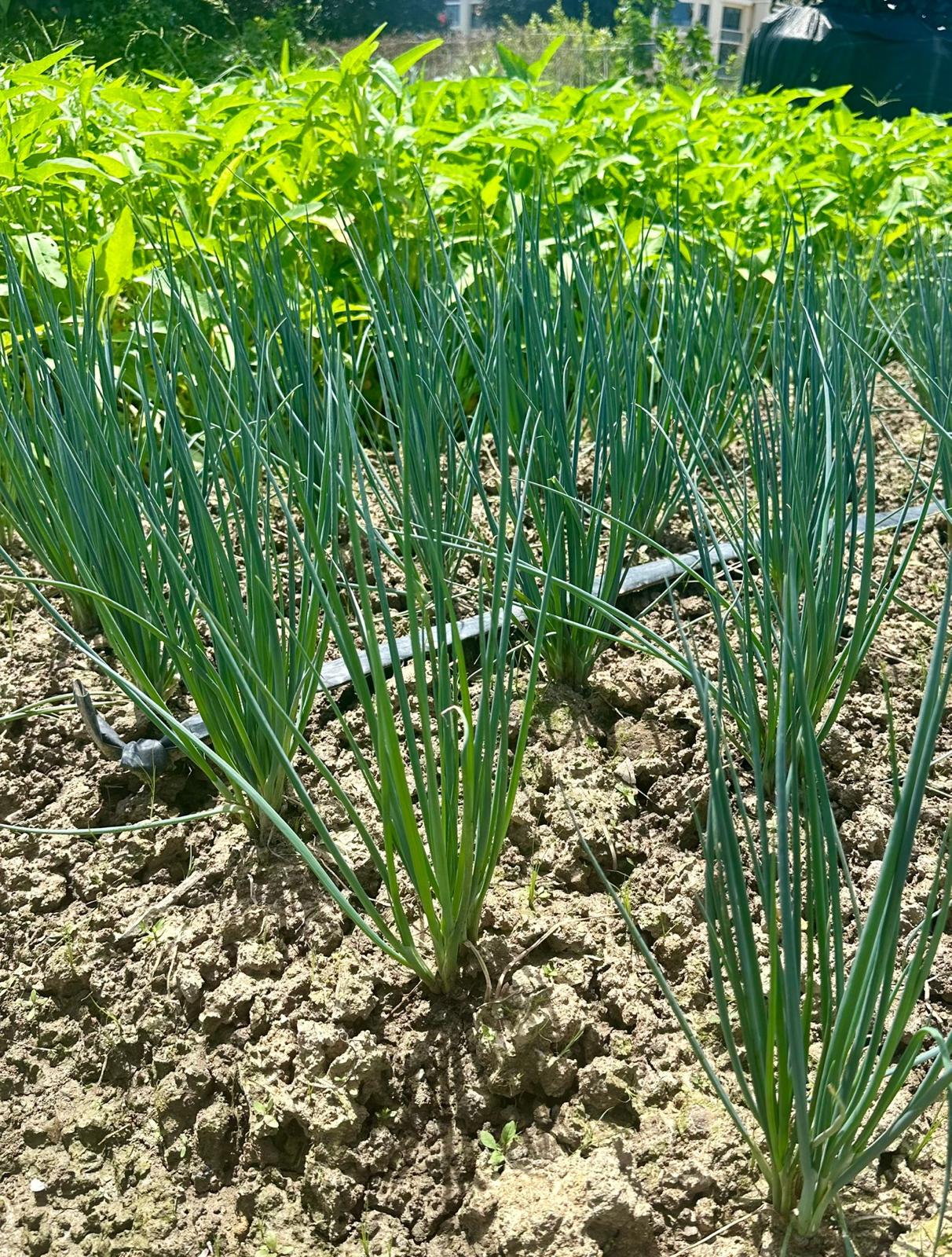 凍乾蔥(酵素種植)