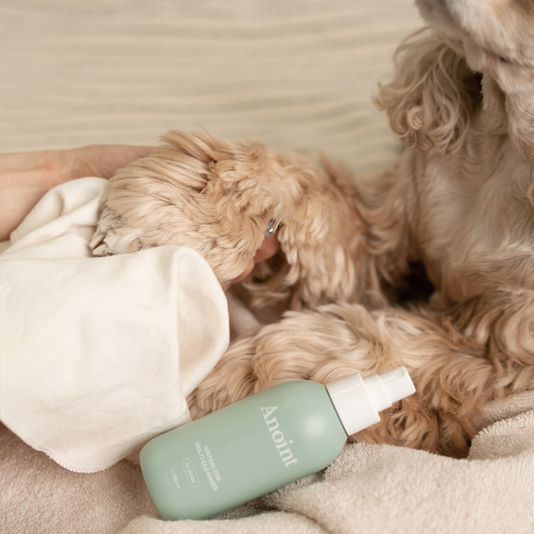 韓國 Anoint｜犬用 多功能乾洗潔液 Waterless Multi Cleanser 150ml｜乾洗泡泡