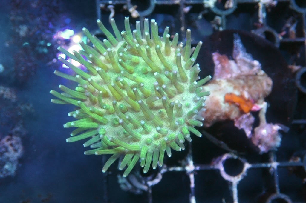 L1  綠肉綠鬚皮革（開大約2.5吋）