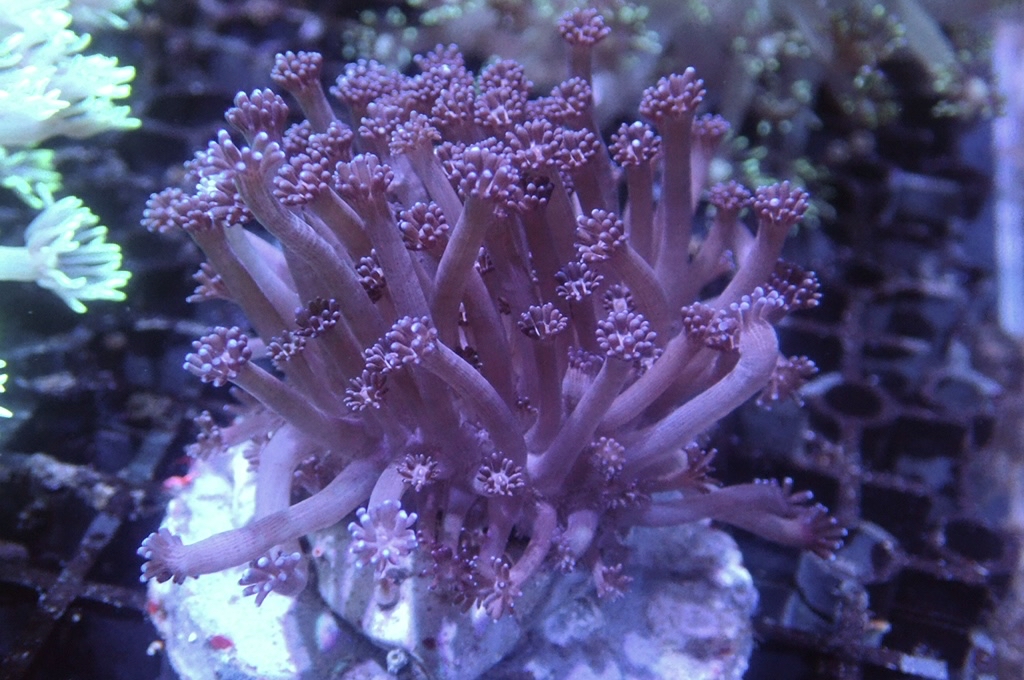 GF1 紫寶石花（開大約2.5吋）