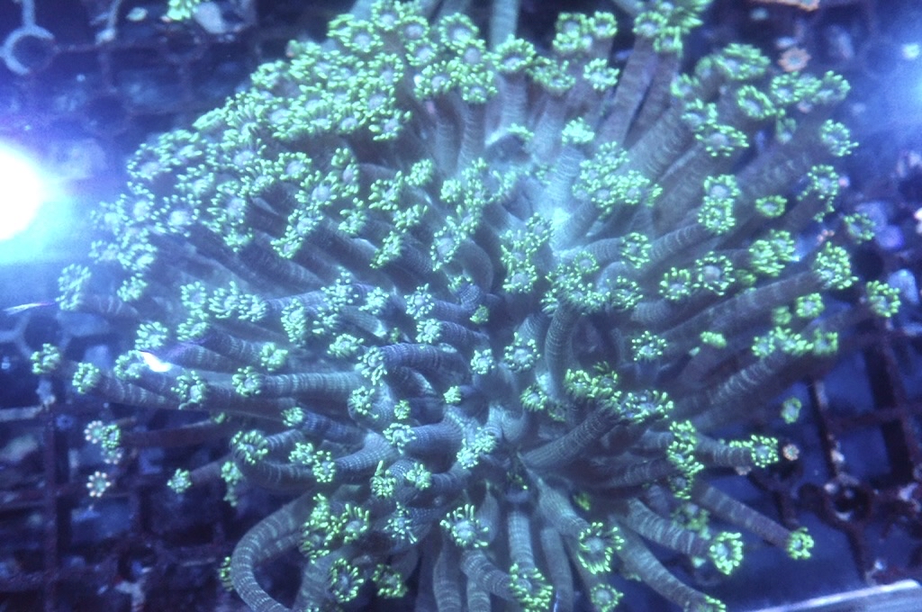 GF5 大寶石花 （開大約5吋）