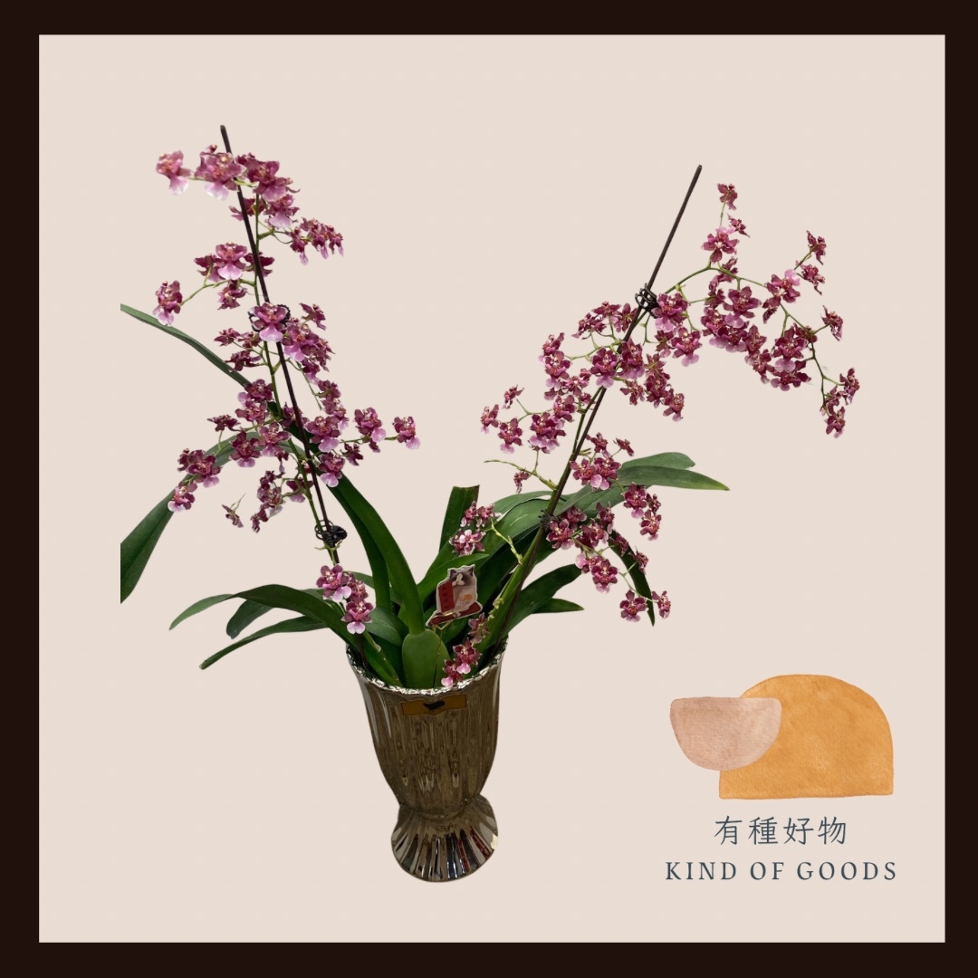 紫色文心蘭