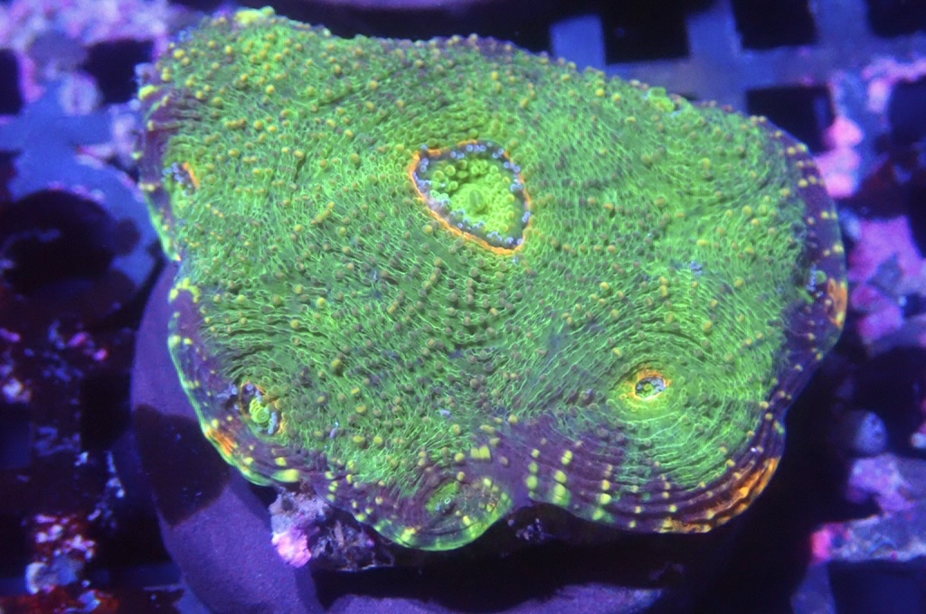 N5（開大約1.5吋）