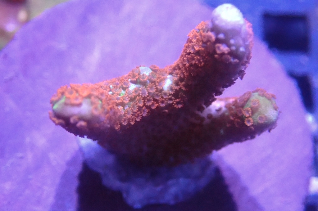 K2  綠底紅花疊瓦（frag座3.5cm)