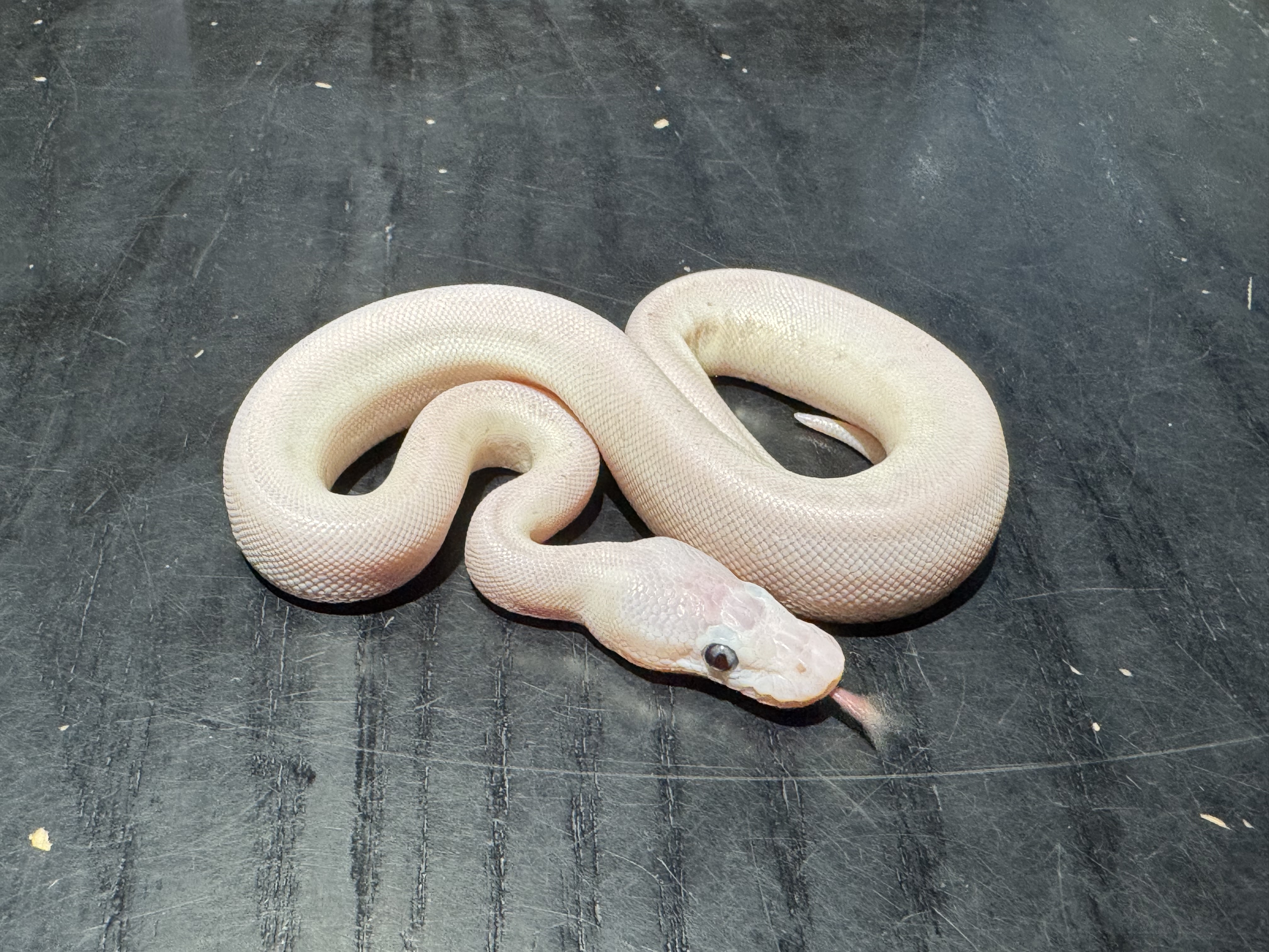 26 Blue Eyed Lucy 1.0