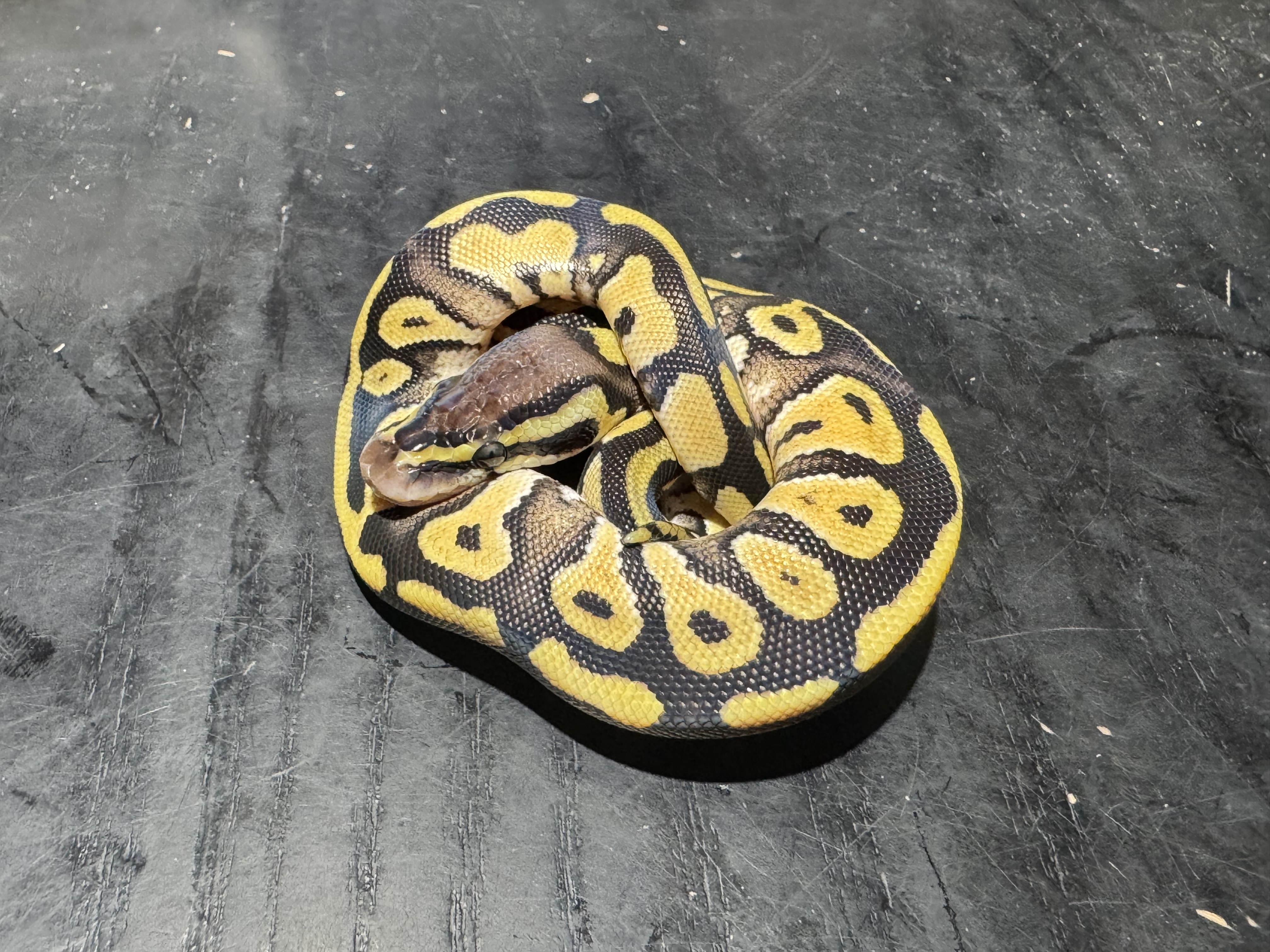 26 Pastel Mystic or Phantom 0.1