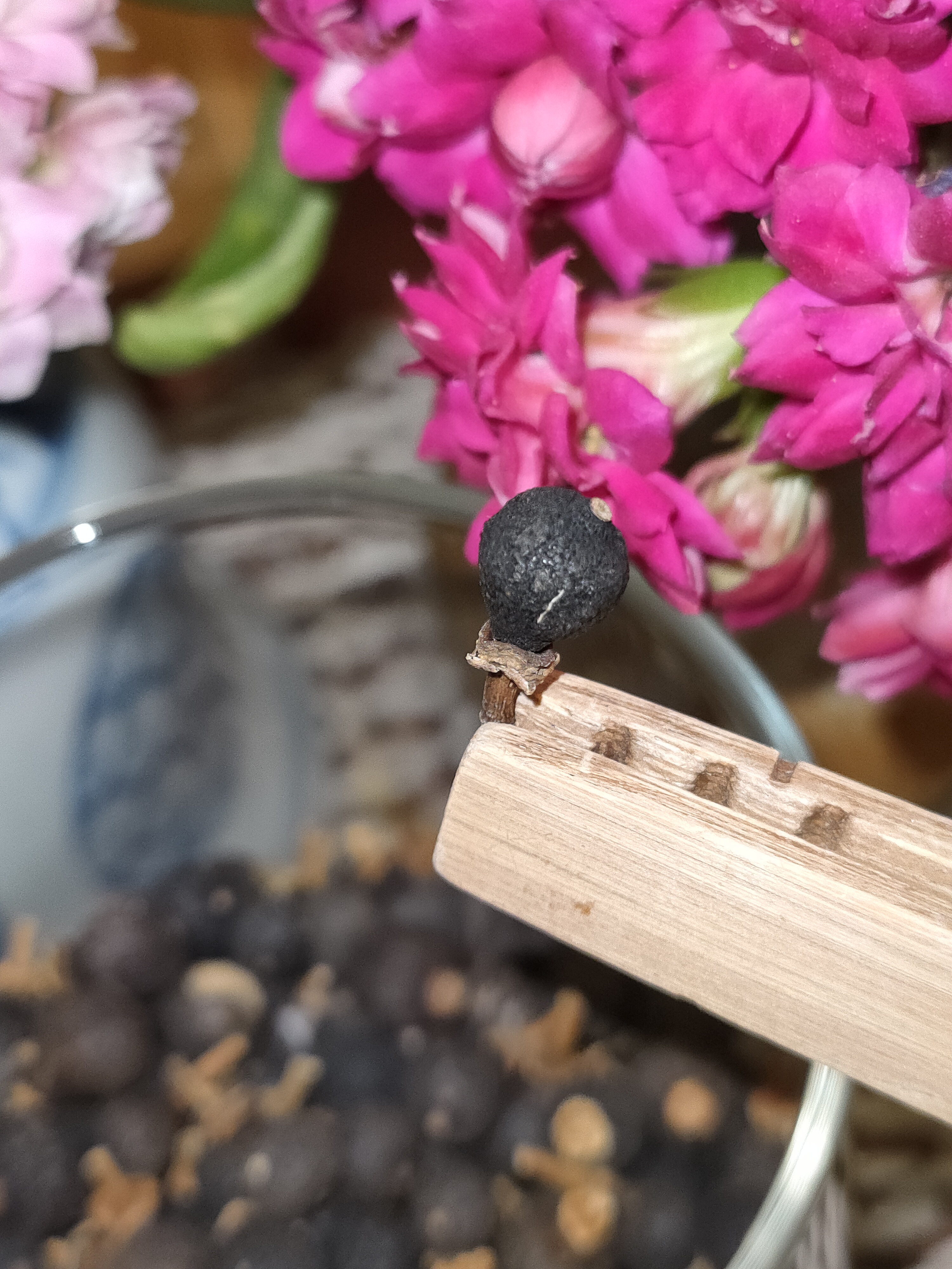 2018年 新會核心區天茶小胎柑 (BB果) -<有需要請聯絡我們 852-6329 6186>