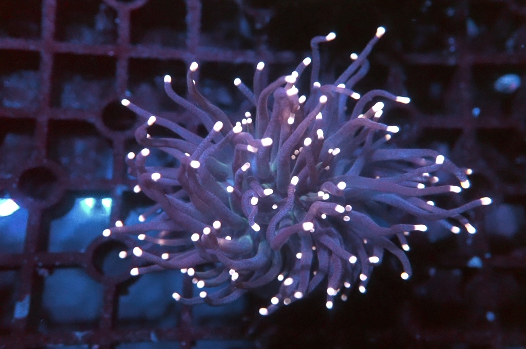 T1 粉點黑火柴（開大約2.吋）