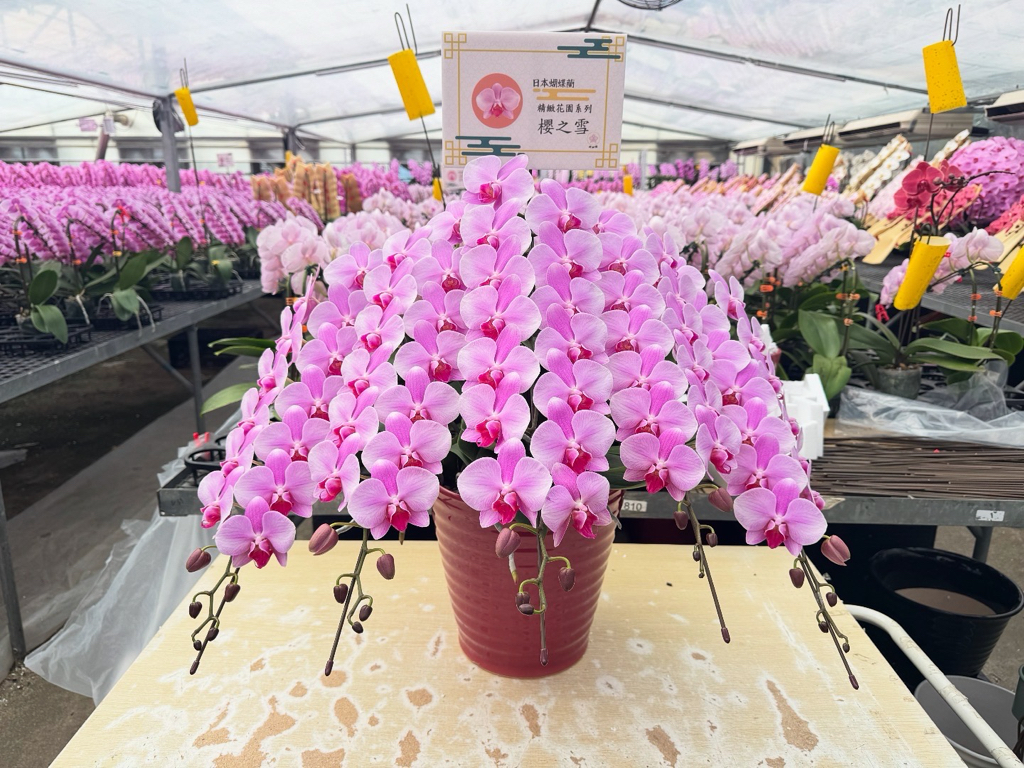 日本品種蝴蝶蘭-櫻之雪