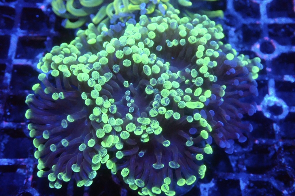 H20 豬腰  （開大約3.5吋）