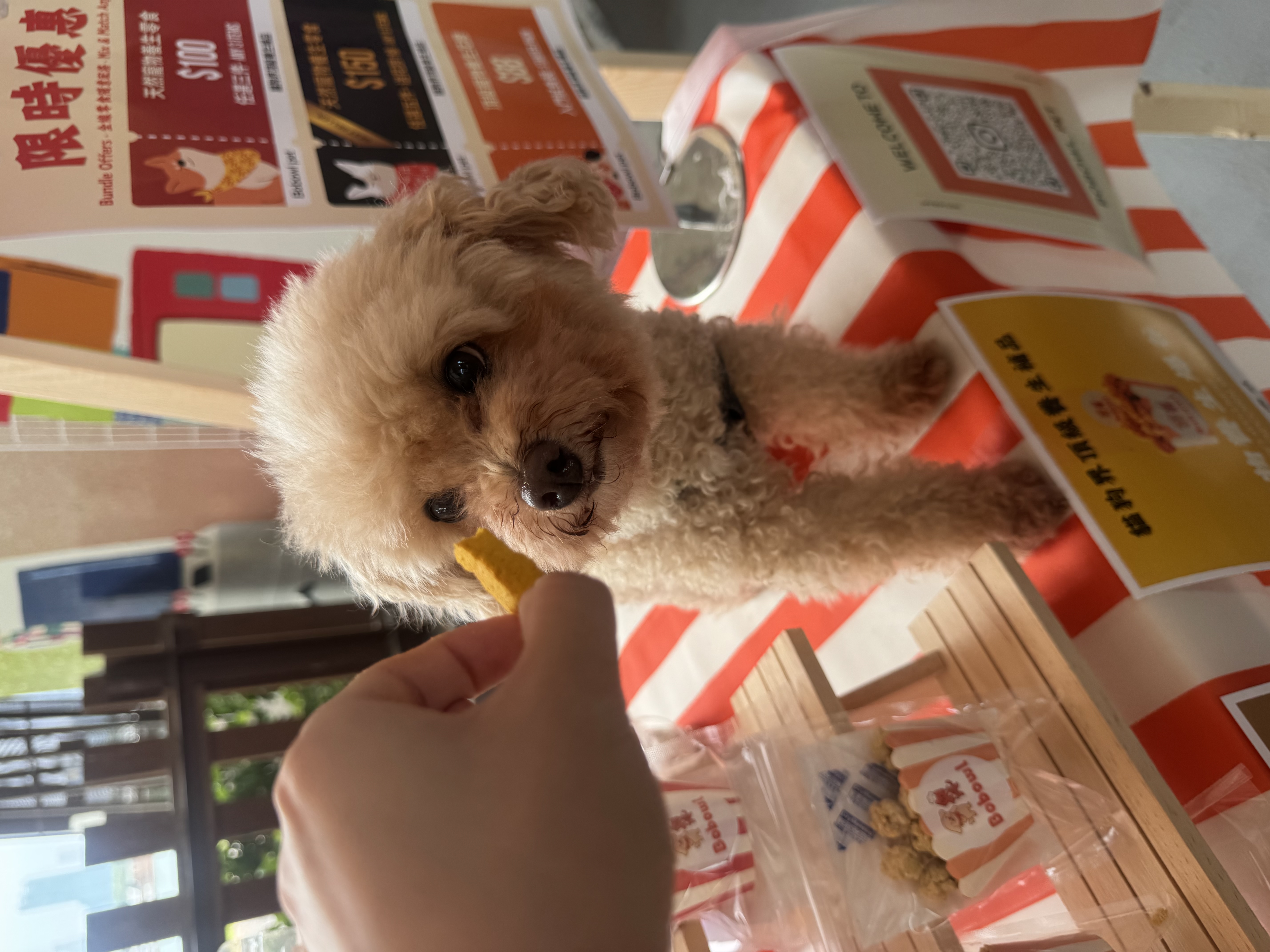 寵物養生健康小食 — 薯條造型