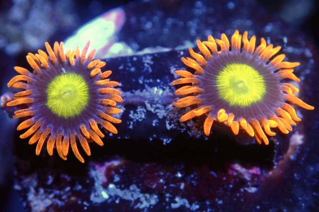 Z11 鈕扣（FRAG座2CM）