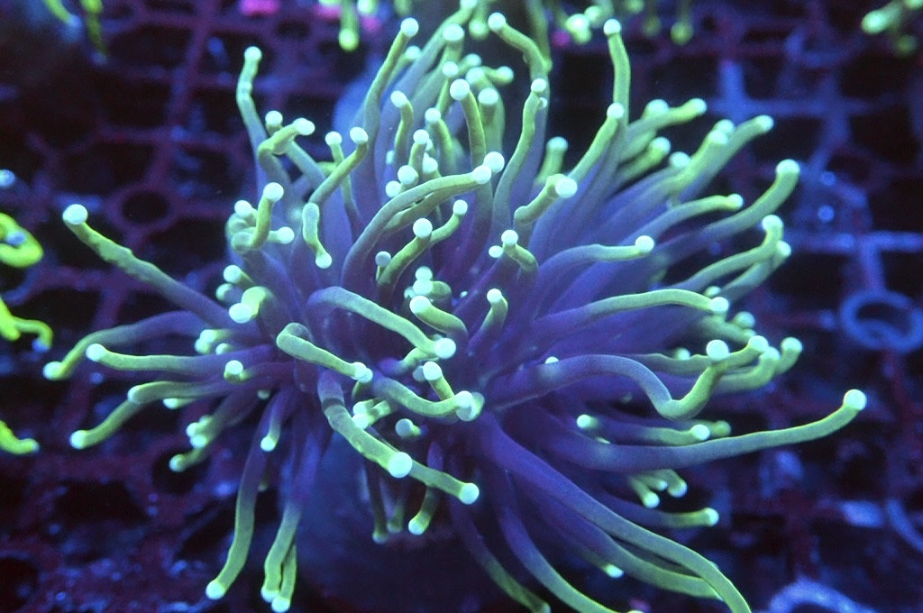 T12 火柴（開大約2.5吋）