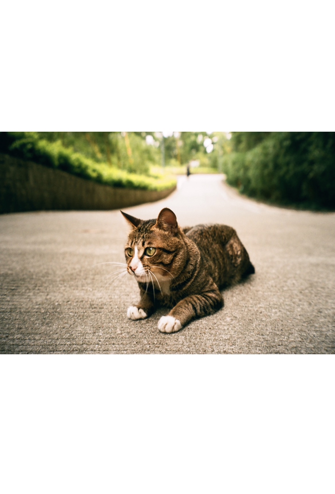 Lucky Color 200 36張 3盒裝